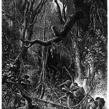 south American rainforest