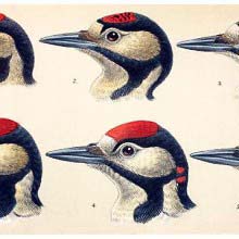 Great spotted woodpecker