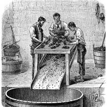 Stemming Grapes