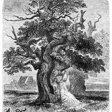 Yardley Oak