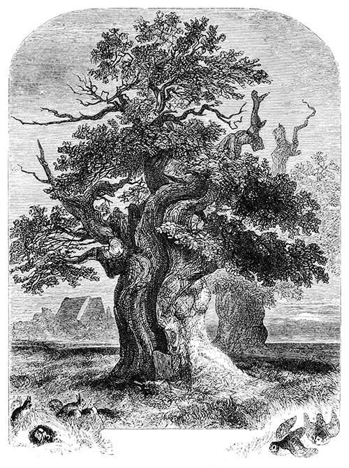 Yardley Oak