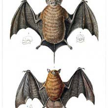 Velvety Free-Tailed Bat & Red Myotis