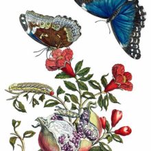 Pomegranate and butterflies