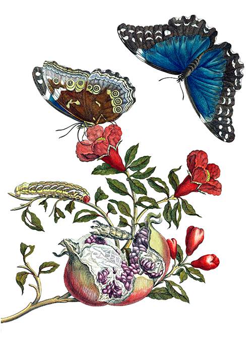 Pomegranate and butterflies