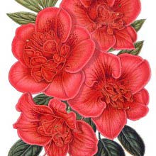Rhododendron indicum