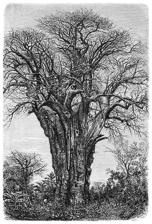 Baobab at Mohéli