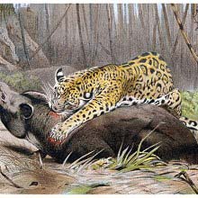 Jaguar pounces on tapir