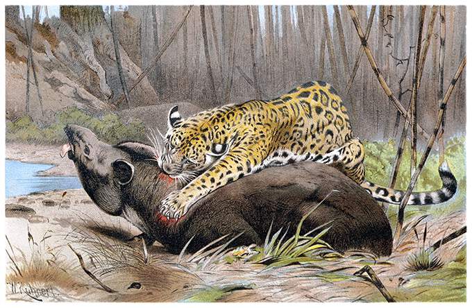 https://www.oldbookillustrations.com/wp-content/uploads/2016/01/jaguar-tapir.jpg