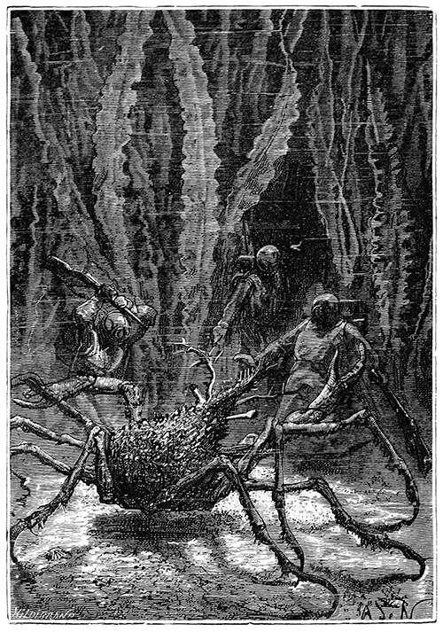 An enormous spider crab