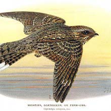 European nightjar