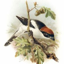 Woodchat shrike