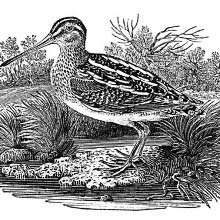 Common snipe shown in a marsh landscape