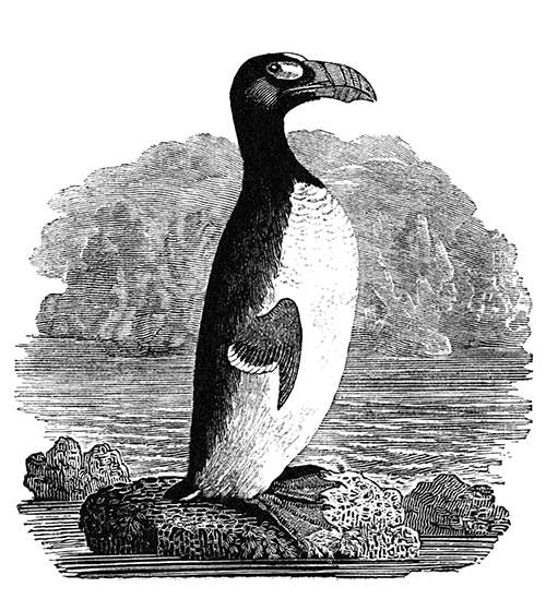 View of a great auk (Pinguinus impennis) standing on a rock surrounded by the ocean