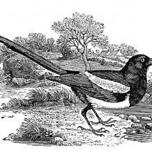 Eurasian magpie, a passerine bird in the family Corvidae