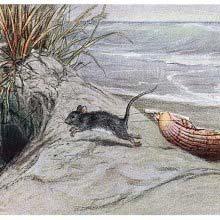 A mouse pulls a scallop shell on a sand dune