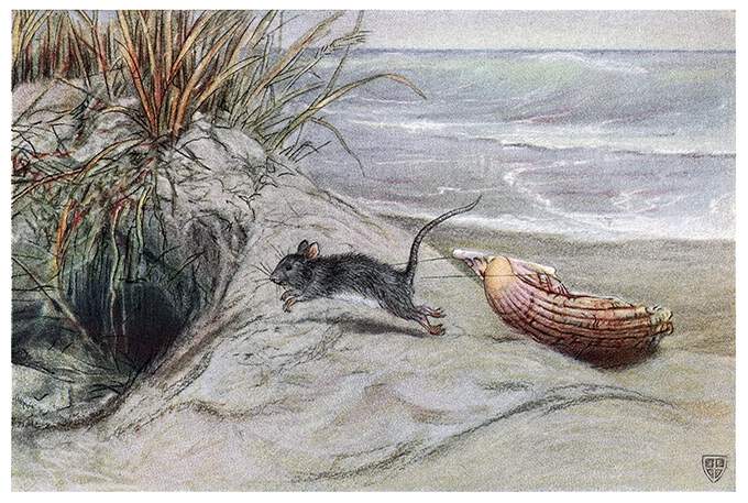 A mouse pulls a scallop shell on a sand dune