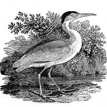 Profile view of a black-crowned night heron on a shore