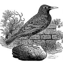 Common starling shown standing on a stone near a wall overgrown with plants