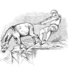 An ass headed toward a precipice is held back by a man pulling on its tail