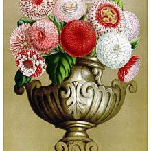 Vase arrangement with daisies in different colors ranging from white to red