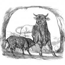 A goat faces and threatens a bull with its horns to drive it out of its cave