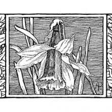 Headpiece showing a daffodil flanked by a skull on each side