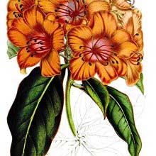 Rhododendron Javanicum is a plant in the family Ericaceae, native to Southeast Asia