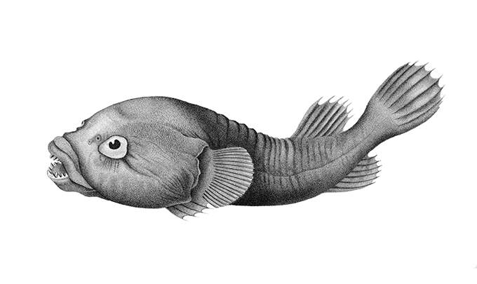 The rocksucker (Chorisochismus dentex) is a fish in the family Gobiesocidae
