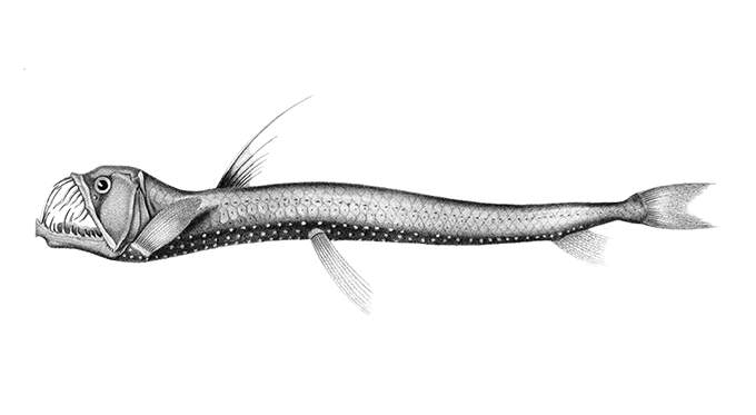 The scaly dragonfish is a deep-water fish in the family Stomiidae