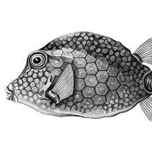 Smooth trunkfish (Rhinesomus triqueter) a fish in the family Ostraciidae