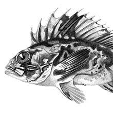 South Australian cobbler, an estuarine fish in the family Tetrarogidae