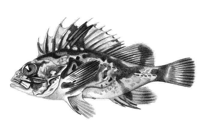 South Australian cobbler, an estuarine fish in the family Tetrarogidae