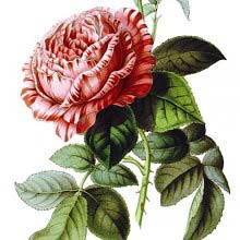 Triomphe de Valenciennes, remontant hybrid in the family Rosaceae
