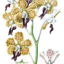 Vanda tricolor is a fragrant Orchid with decorative spotted flowers