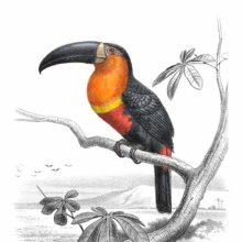 The Ariel toucan is a bird in the family Ramphastidae perching on a tree