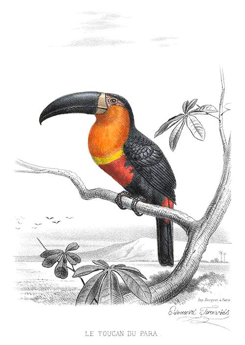 The Ariel toucan is a bird in the family Ramphastidae perching on a tree