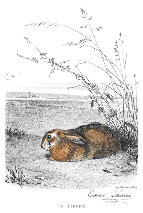 A hare is lying at the edge of a field in a level landscape