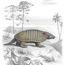 Six-banded armadillo seen in a hilly landscape