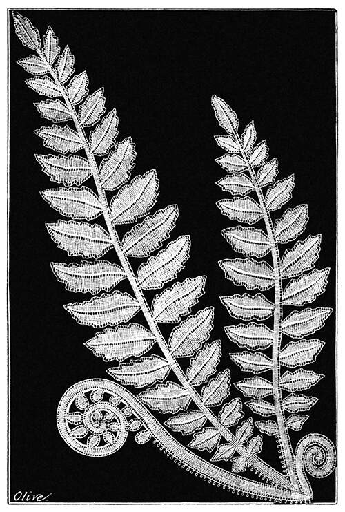 Lace design showing fern fronds, fully grown as well as unfurling