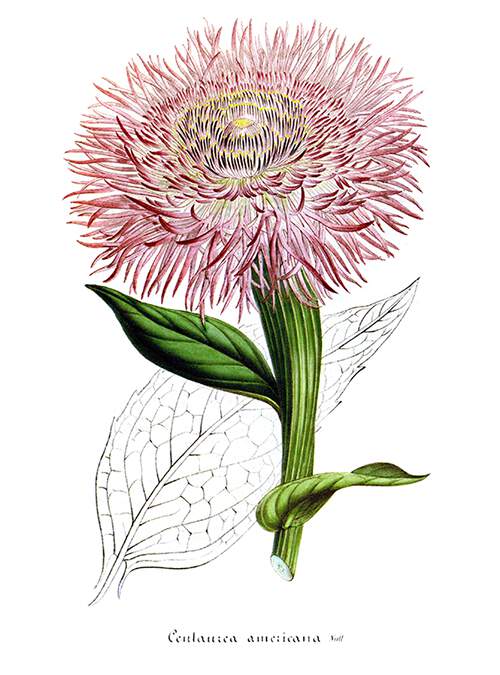 American starthistle (Centaurea americana), a plant in the family Asteraceae