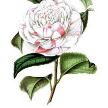 Countess of Orkney is a cultivar of Camellia japonica, a tree in the family Theaceae