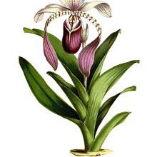 Paphiopedilum lowii (syn. cypripedium lowii) is a plant in the family Orchidaceae