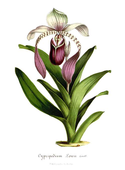 Paphiopedilum lowii (syn. cypripedium lowii) is a plant in the family Orchidaceae