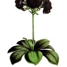Primula auricula, A.K.A. as mountain cowslip is plant in the family Primulaceae