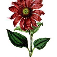 The purple coneflower (Echinacea purpurea) is a plant in the family Asteraceae