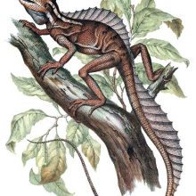 A common basilisk is seen moving up a branch