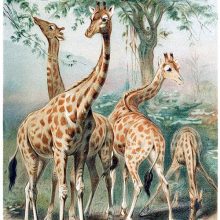 Four giraffes are in the savanna, grazing or eating leaves from branches