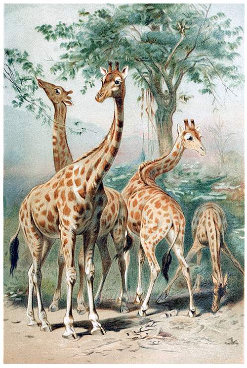 Four giraffes are in the savanna, grazing or eating leaves from branches