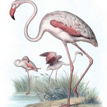 The greater flamingo is a widespread wadind bird in the family Phoenicopteridae