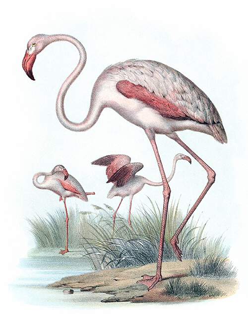 Bilder Atlas Zur Wissenschaftlich Popularen Naturgeschichte Der Vogel In Ihren Sammtlichen Hauptformen Old Book Illustrations